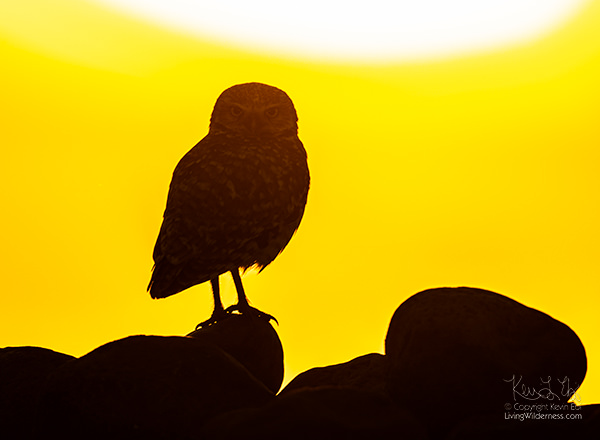 Burrowing Owl at Sunrise
