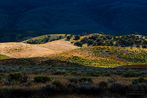 Sunlight on Rolling Hills, Antelope Valley, California