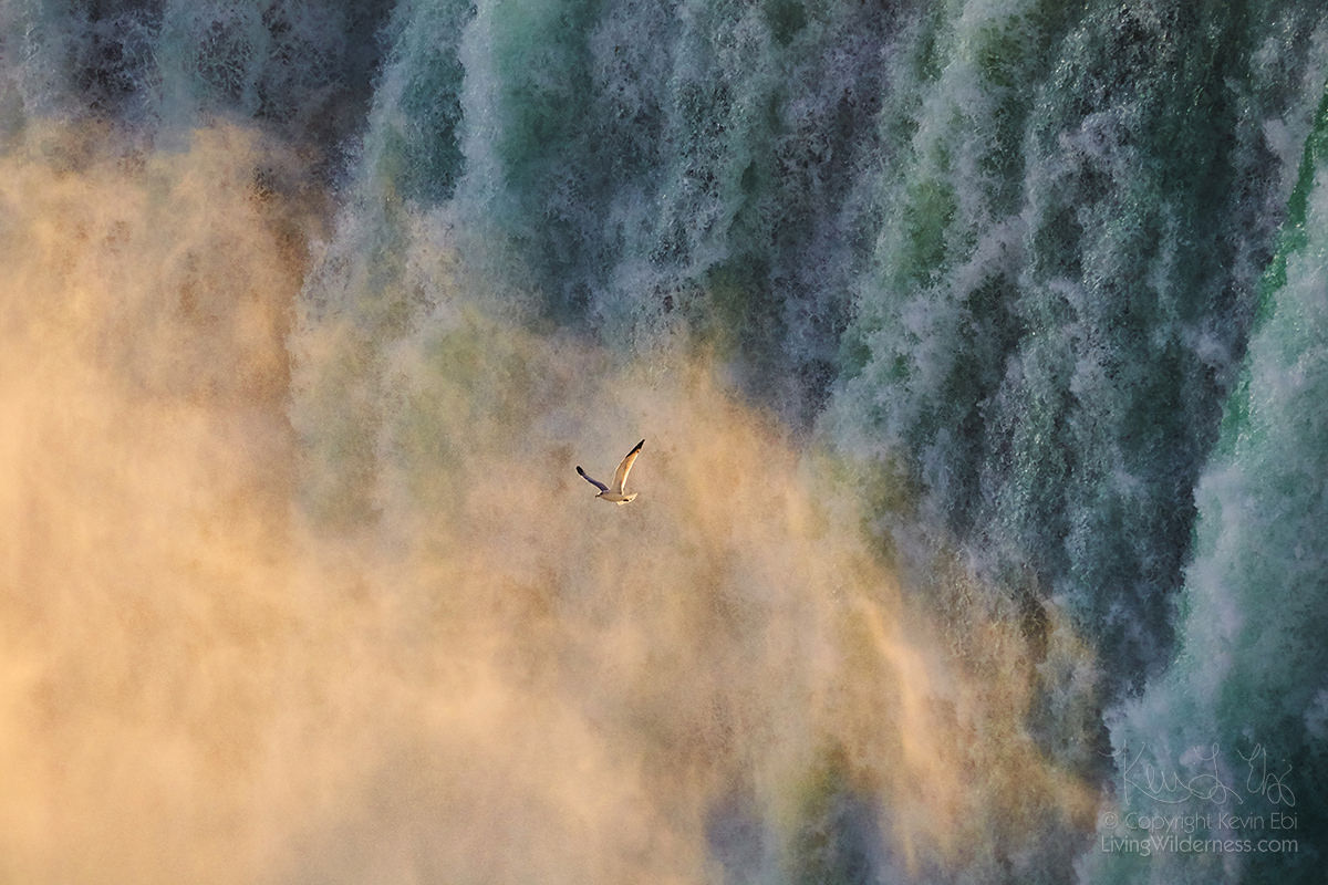 Gull in the Mist, Horseshoe Falls, Niagara Falls, Canada