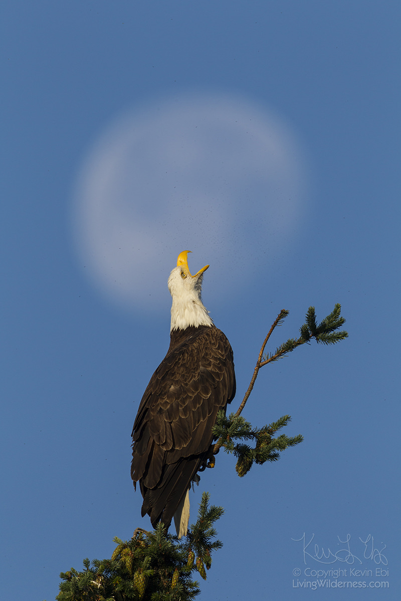 Bald Eagle Crying at Moon, Kirkland, Washington