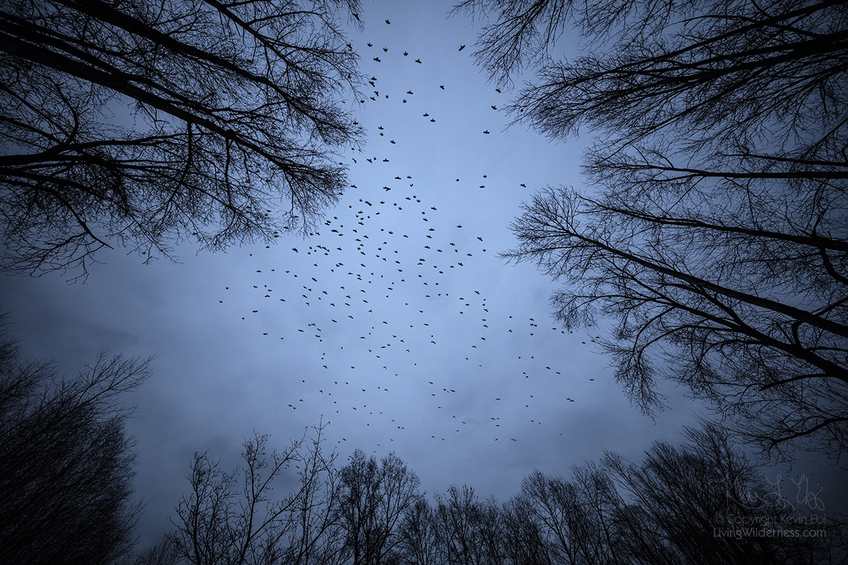 Murder of Crows, Stormy Day, Bothell, Washington