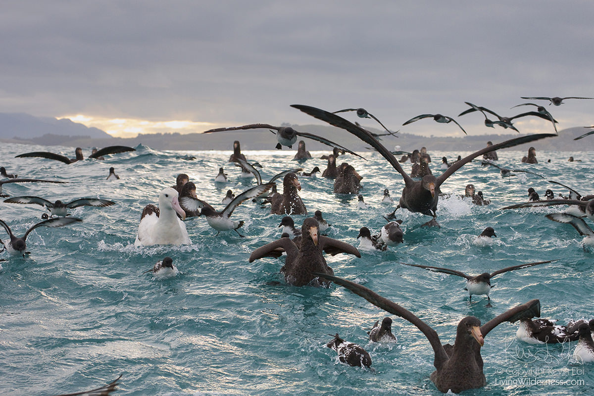 Sea Birds Off Kaikoura, New Zealand