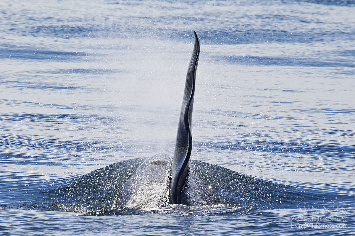 Orca Surfacing, Strait of Georgia, Canada