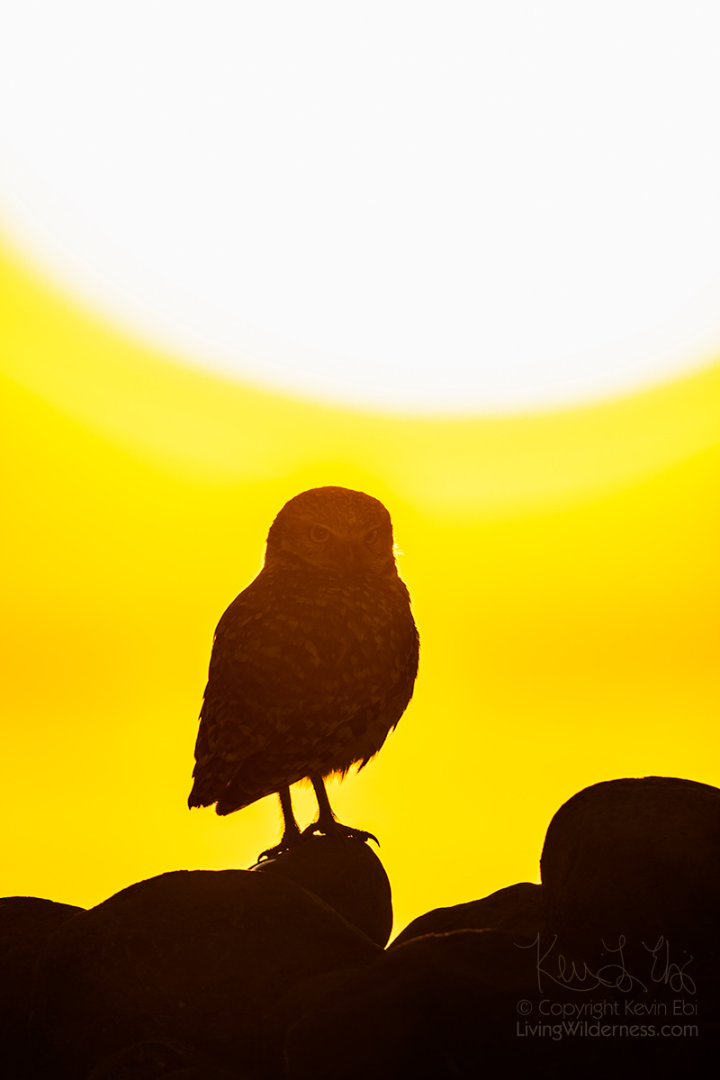 Burrowing Owl in Silhouette, Washington