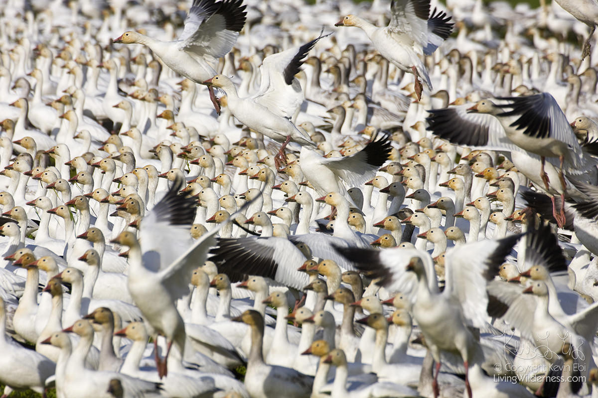 Flock of Snow Geese, Motion Blur, Skagit Valley, Washington